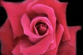 Close red rose over dark background Royalty Free Stock Photo