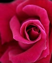 Close red rose over dark background Royalty Free Stock Photo