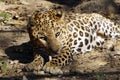 A close of resting Jaguar .