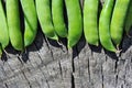 Close ripe green pods of sweet peas, organic texture