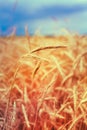 Close Ripe Wheat Spikelets On Cornfield. Toned Instant Filtered