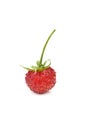 ripe wild strawberry with stem on white background Royalty Free Stock Photo