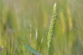 Rye of green wheat growing in a field