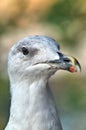 a close seagull face