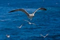 Close Seagull Flying