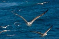 Close Seagull Flying