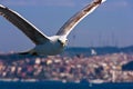 Close Seagull Flying and Looking