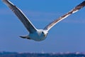 Close Seagull Flying and Looking