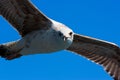 Close Seagull looking and flying