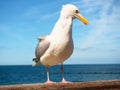 Close seagull stay on wooden handrail. Bird looking into camera