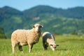 Sheeps in a meadow in the mountains