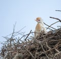 Close-shit of Cattle Egret Bubulcus ibis perching