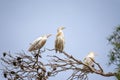 Close-shit of three Cattle Egret Bubulcus ibis perching