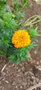 Close shoot of Indian marigold flower