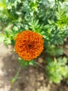 Close shoot of Indian marigold flower