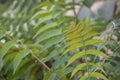 Close shoot of leaves and branches of Sorbaria sorbifolia.