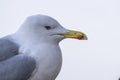 Close shoot of a seagull Royalty Free Stock Photo