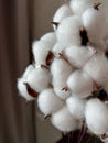 close shooting of a bouquet of cotton flower balls.