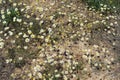 Close Shooting naturally grown medical chamomile plants