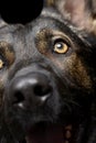 Close shot of an adorable German Shepherd dog`s eye Royalty Free Stock Photo