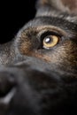 Close shot of an adorable German Shepherd dog`s eye Royalty Free Stock Photo