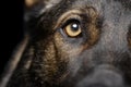 Close shot of an adorable German Shepherd dog`s eye Royalty Free Stock Photo