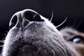 Close shot of an adorable Staffordshire Terrier`s nose