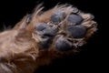 Close shot of an adorable Yorkshire terrier paw
