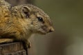 A close shot of an adult tree Squirrel sleepy face