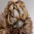 Close shot of an American Cocker Spaniel`s paw Royalty Free Stock Photo