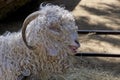 Close shot of angora goat head Royalty Free Stock Photo