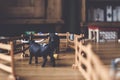 Close shot of animal toys on a wooden surface with a blurred background Royalty Free Stock Photo