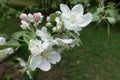 Close shot of apple blossom Royalty Free Stock Photo