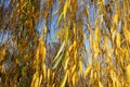 Close shot of autumnal foliage of weeping willow in November