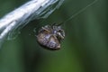 Close shot of a baby argiope spider Royalty Free Stock Photo