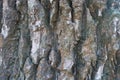 Close shot of bark of black poplar