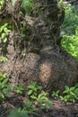 Texture of the rooty out of the trunk