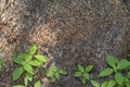 Texture of the rooty out of the trunk