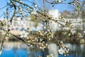 Close shot of beautiful white blossom on a tree at a riverbank in spring