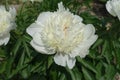 Close shot of big white flower of peony Royalty Free Stock Photo