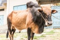 Close shot of a black and brown African Zebu bull. Royalty Free Stock Photo