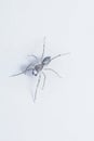 Close shot of black Maevia jumping spider Royalty Free Stock Photo