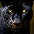Close of shot of a black panther face