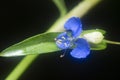 Close shot of the blue commelina erecta dayflower Royalty Free Stock Photo