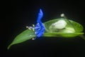 Close shot of the blue commelina erecta dayflower Royalty Free Stock Photo