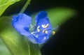 Close shot of the blue commelina erecta dayflower Royalty Free Stock Photo