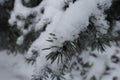 Close shot of branch of blue spruce covered with snow Royalty Free Stock Photo