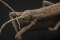Close shot of the brown  stick or phasmatodea insect. Royalty Free Stock Photo
