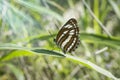 Close shot of brown and white veined butterfly Royalty Free Stock Photo