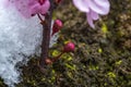 Close shot of a bud Japanese flowering cherry in Austria Royalty Free Stock Photo